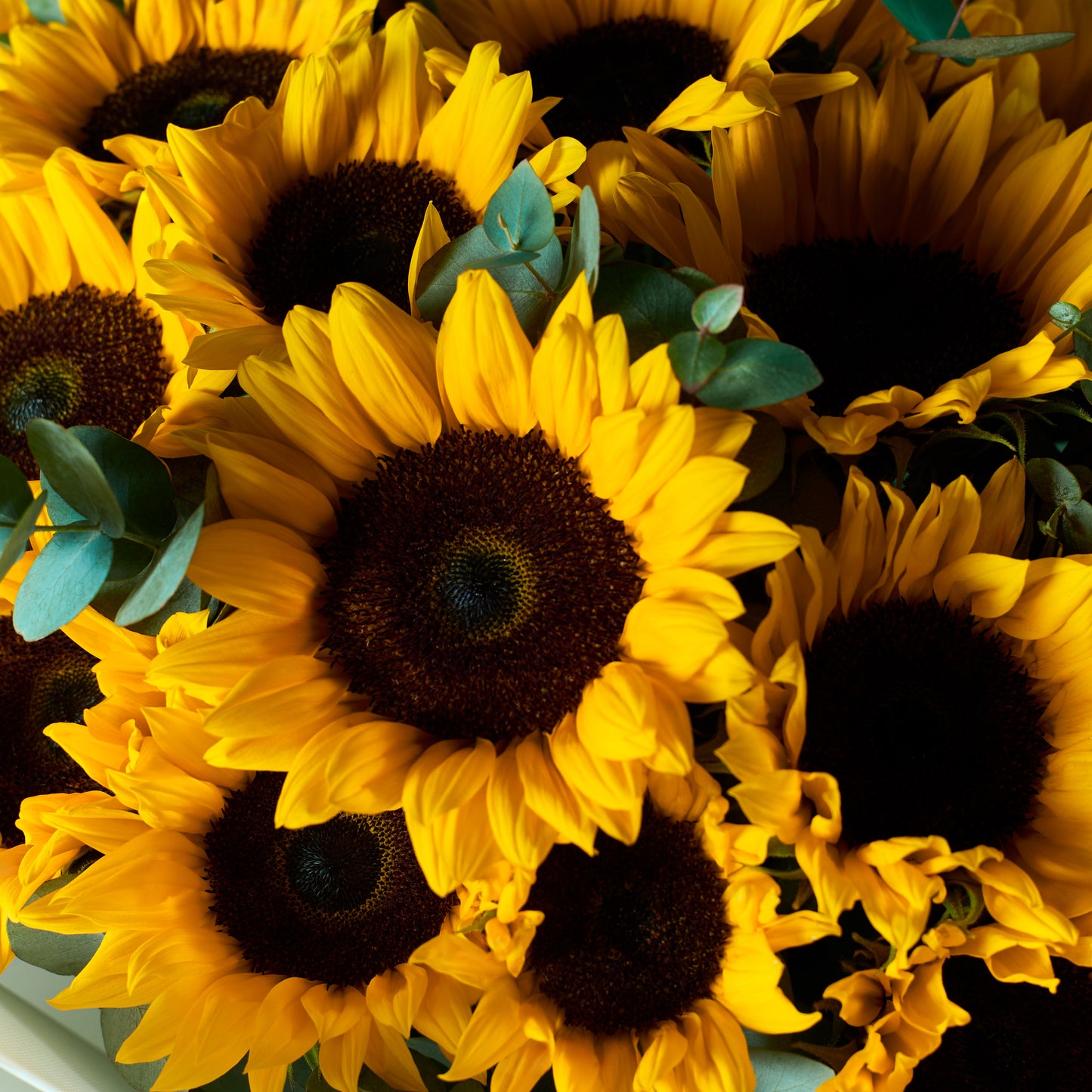Golden Sunshine