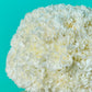 White Carnation