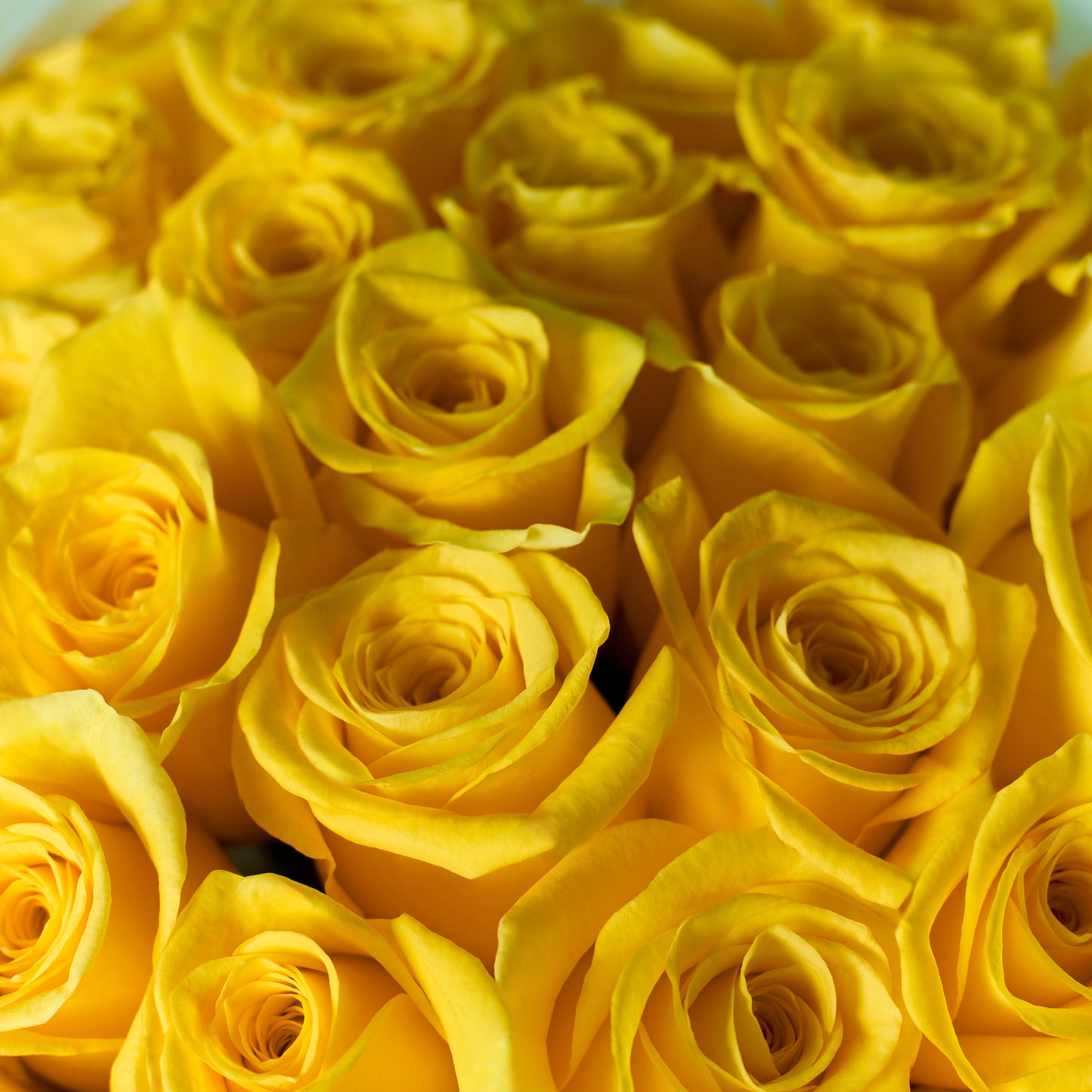 Sunny Blooms