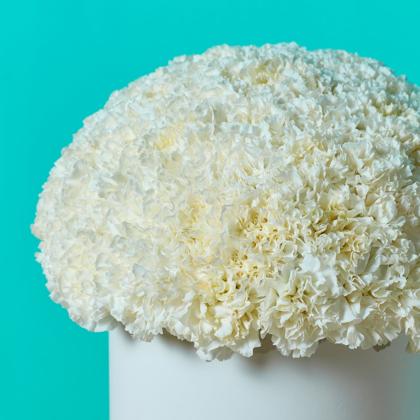 White Carnation