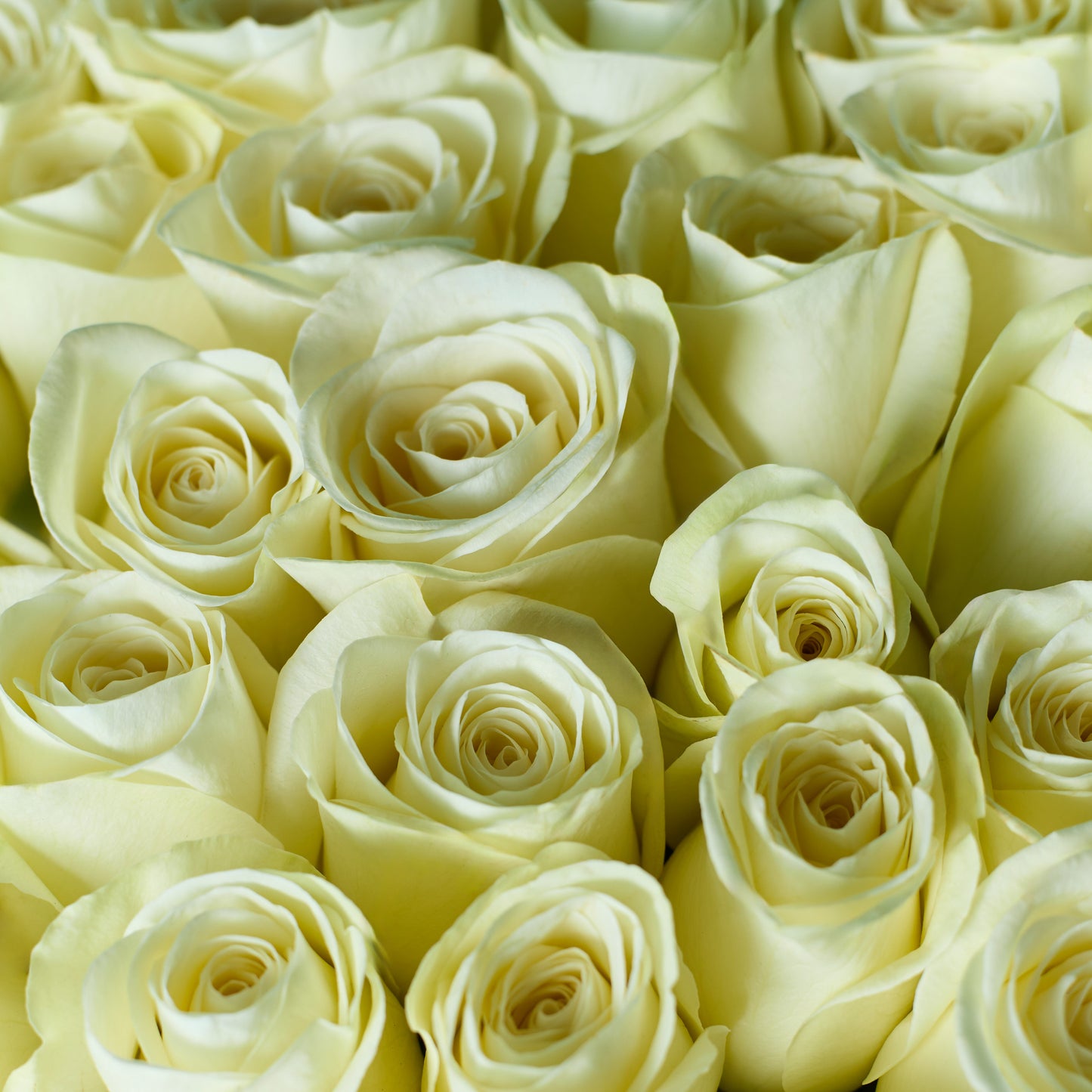 Pure Blooms