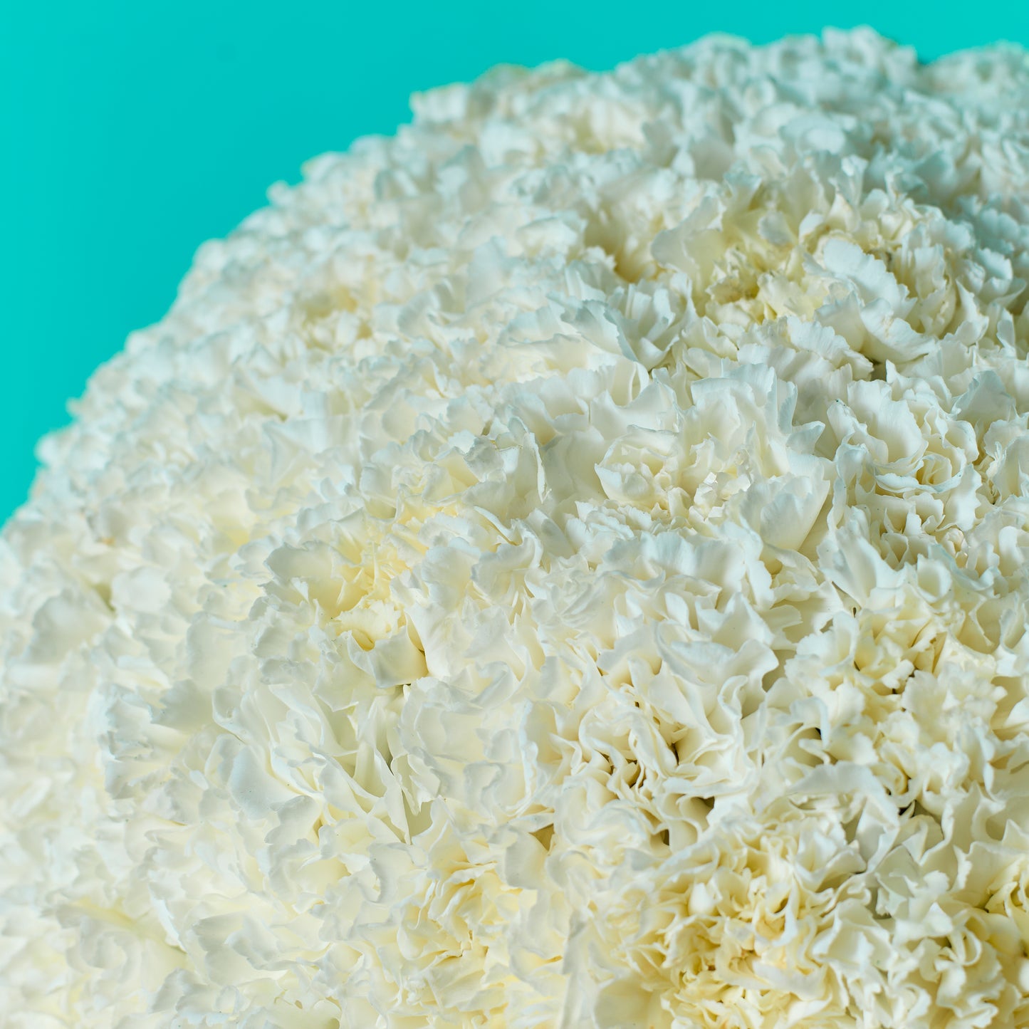 White Carnation