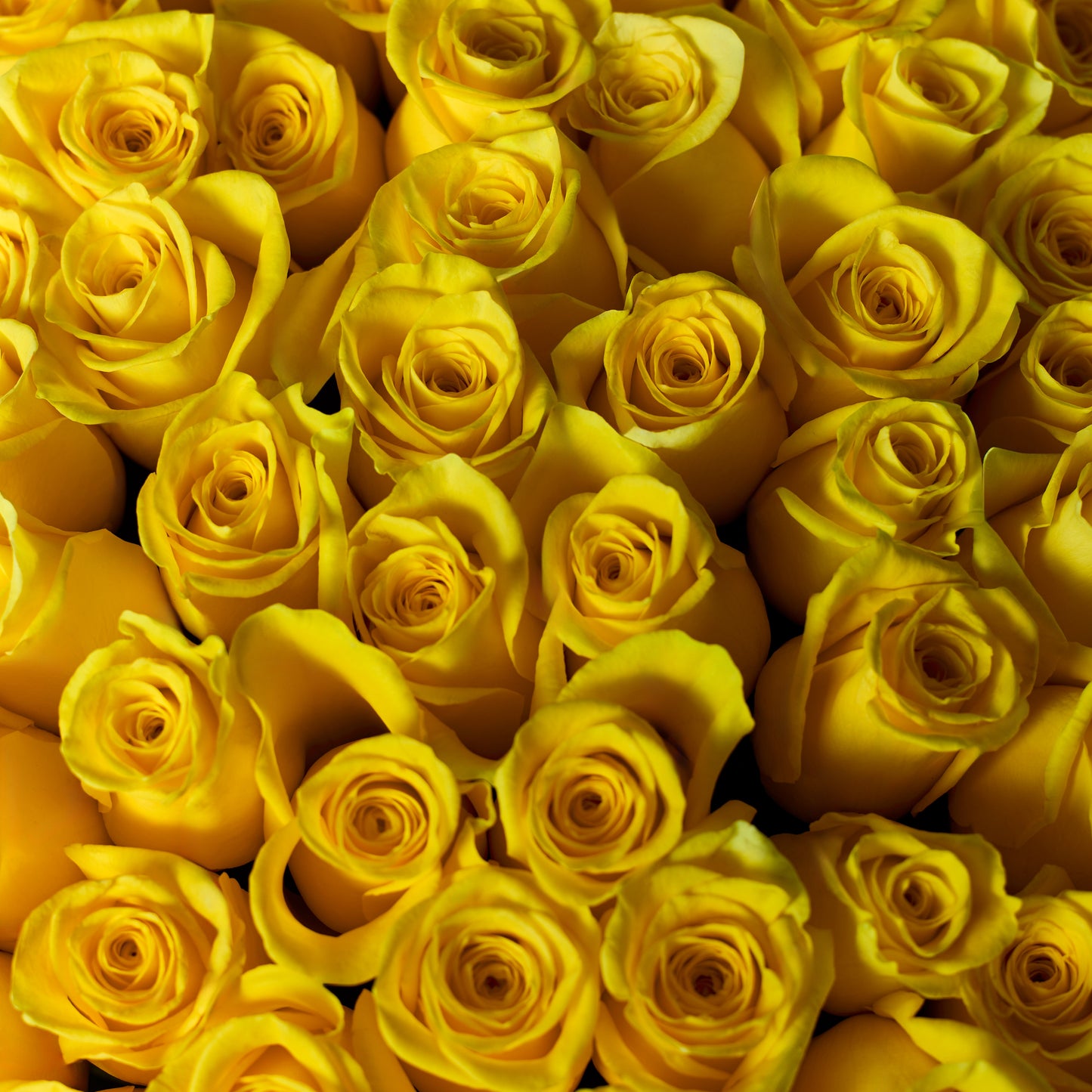 Sunny Blooms