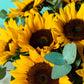 Golden Sunshine