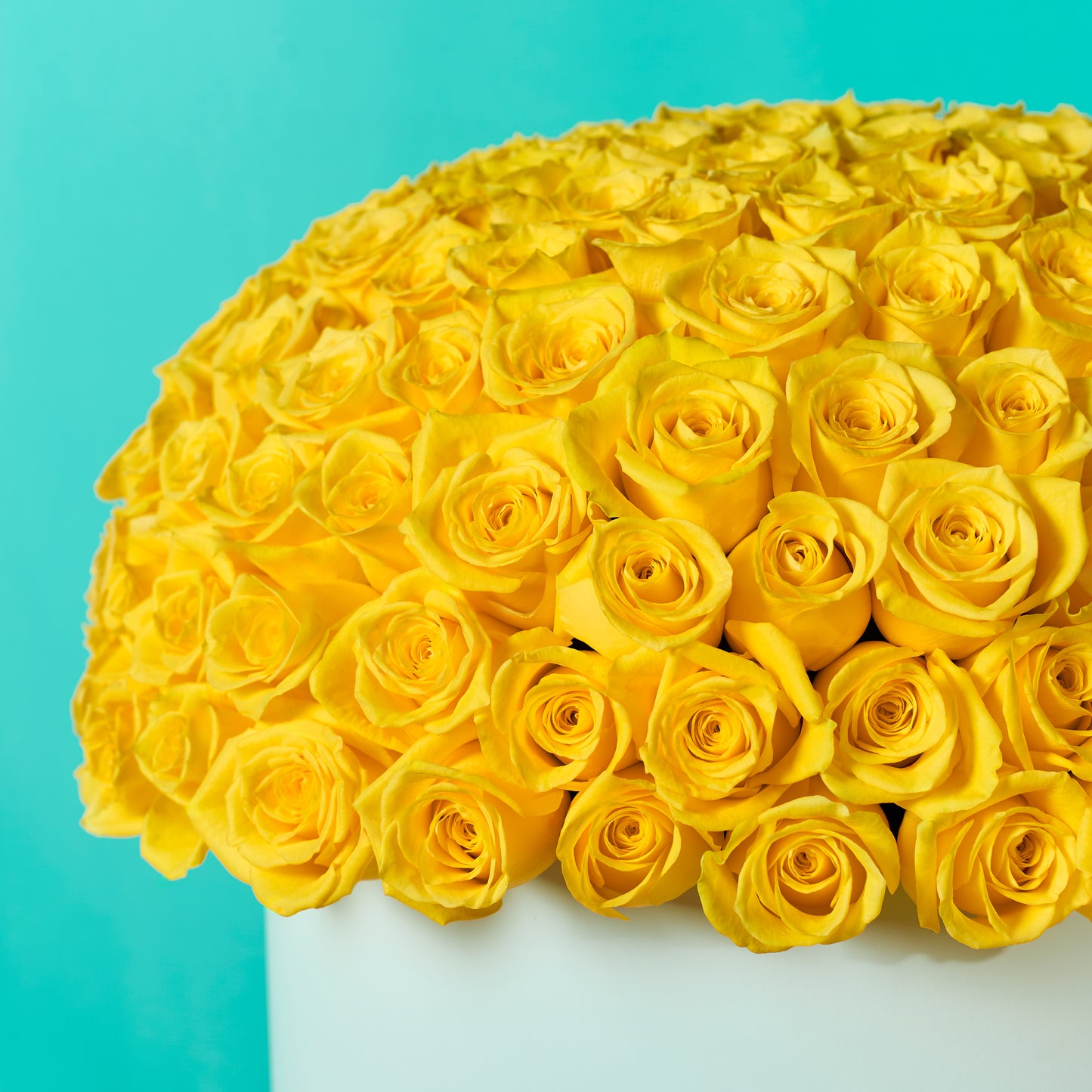 Yellow Rose