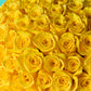 Yellow Rose