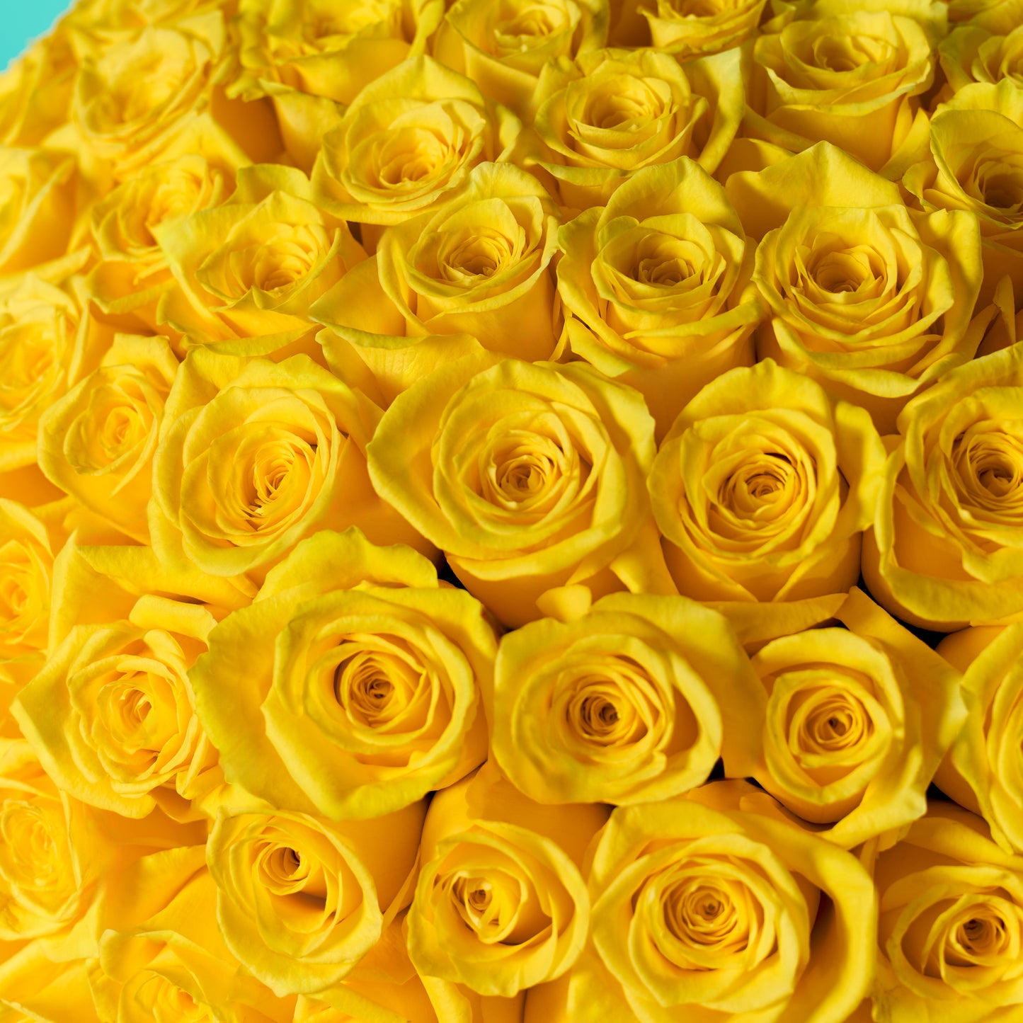 Yellow Rose