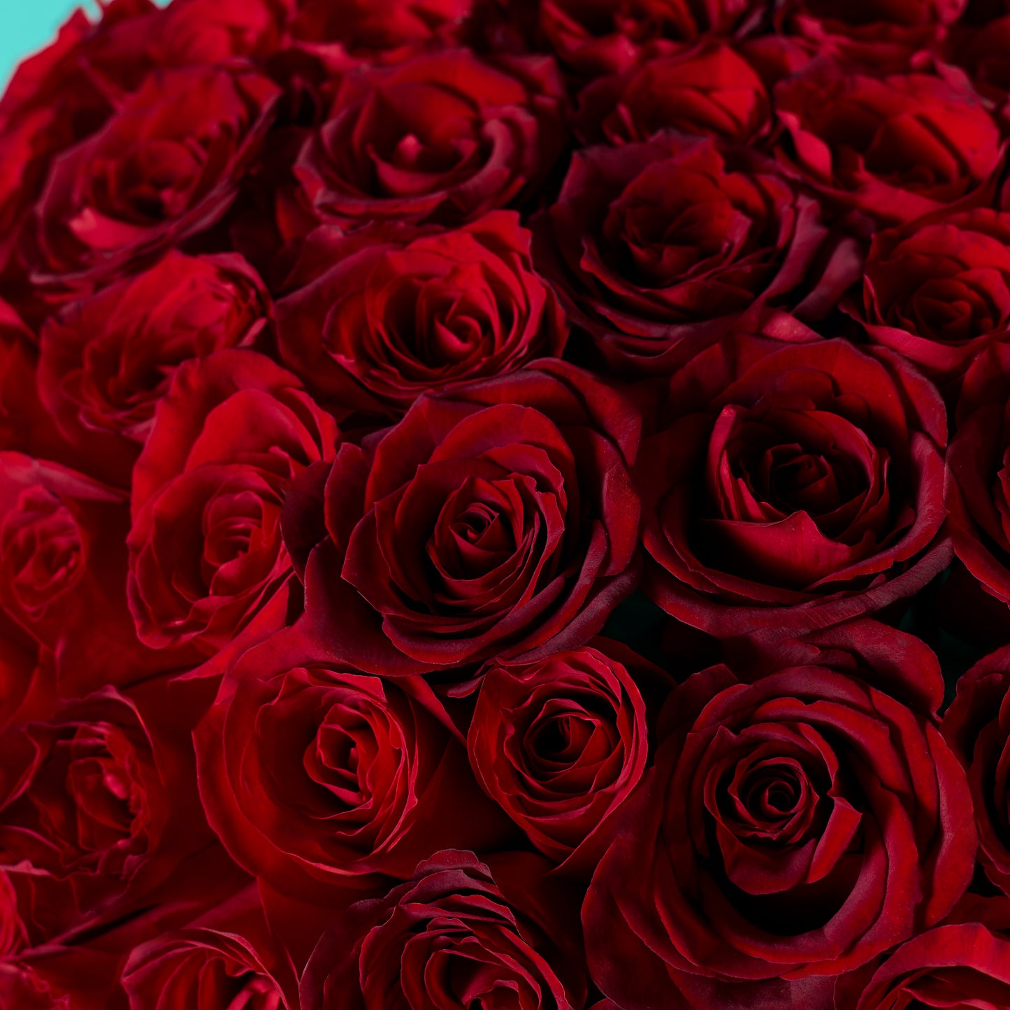 Red Rose