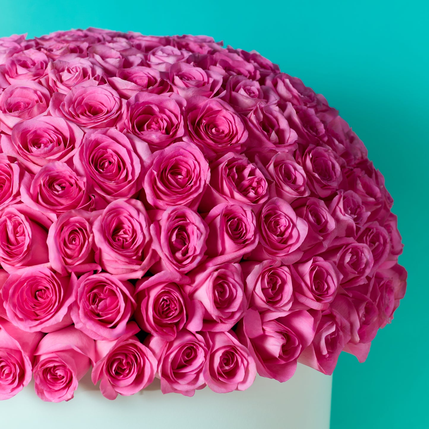 Pink Rose