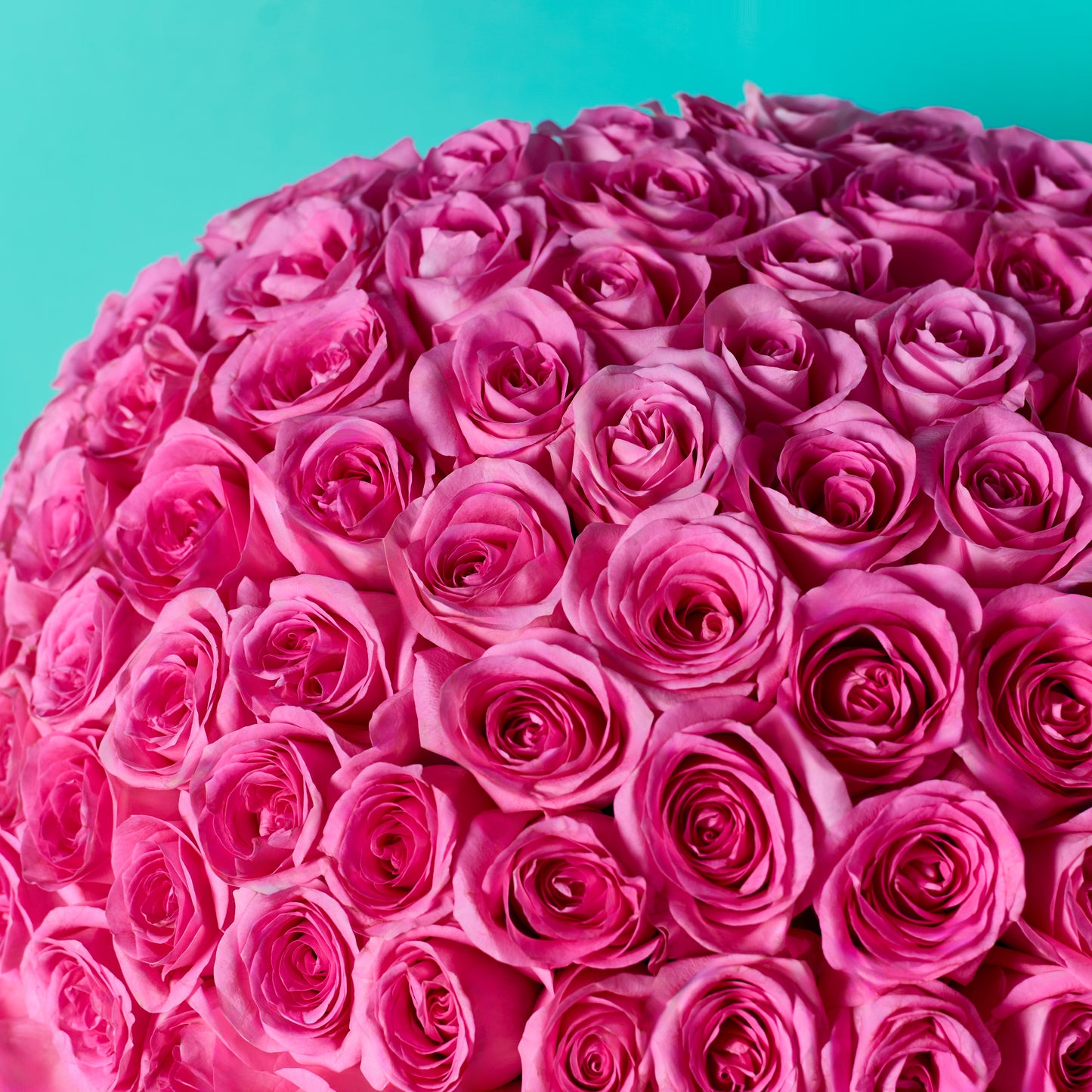 Pink Rose