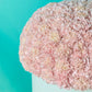 Pink Carnation