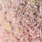 Pink Carnation