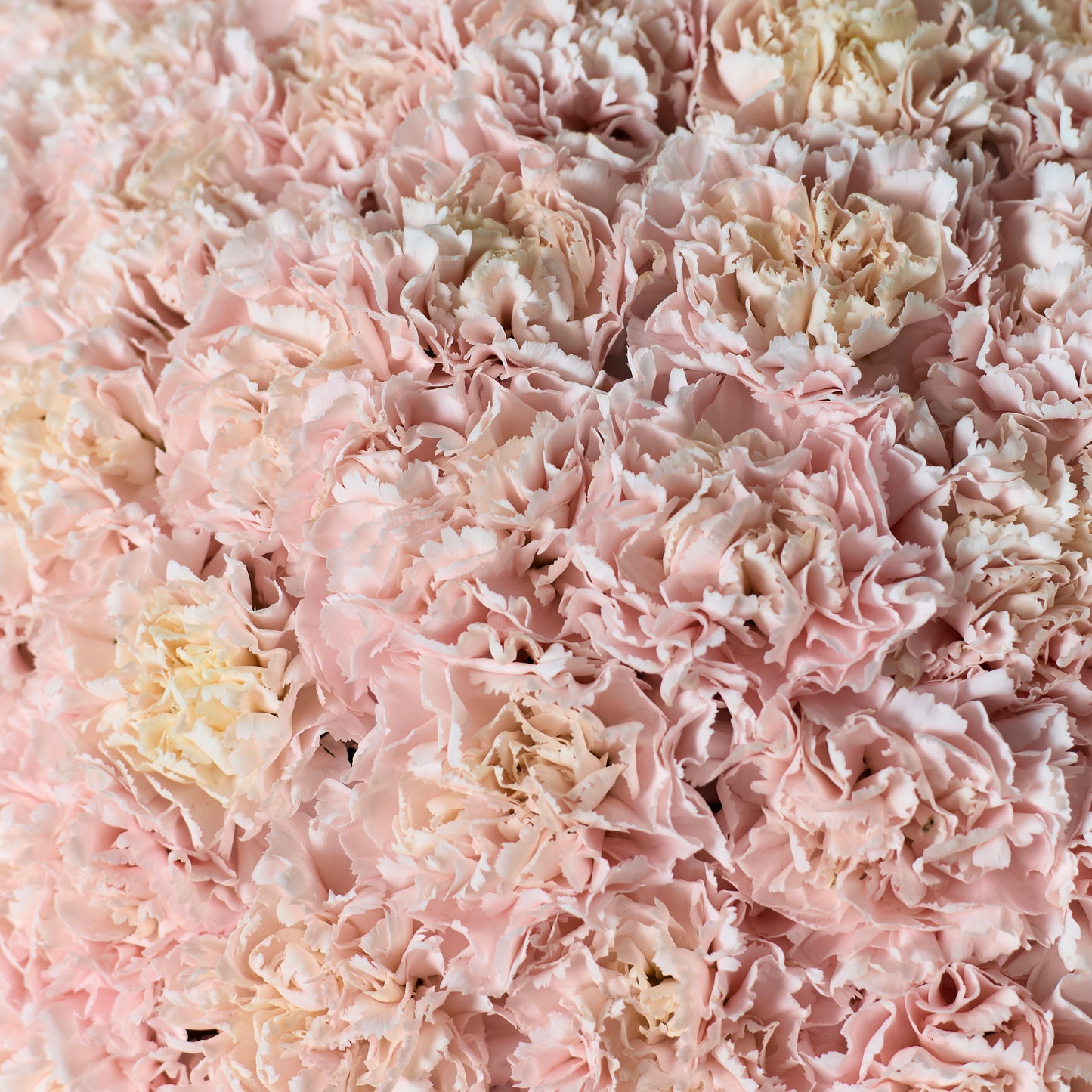 Pink Carnation