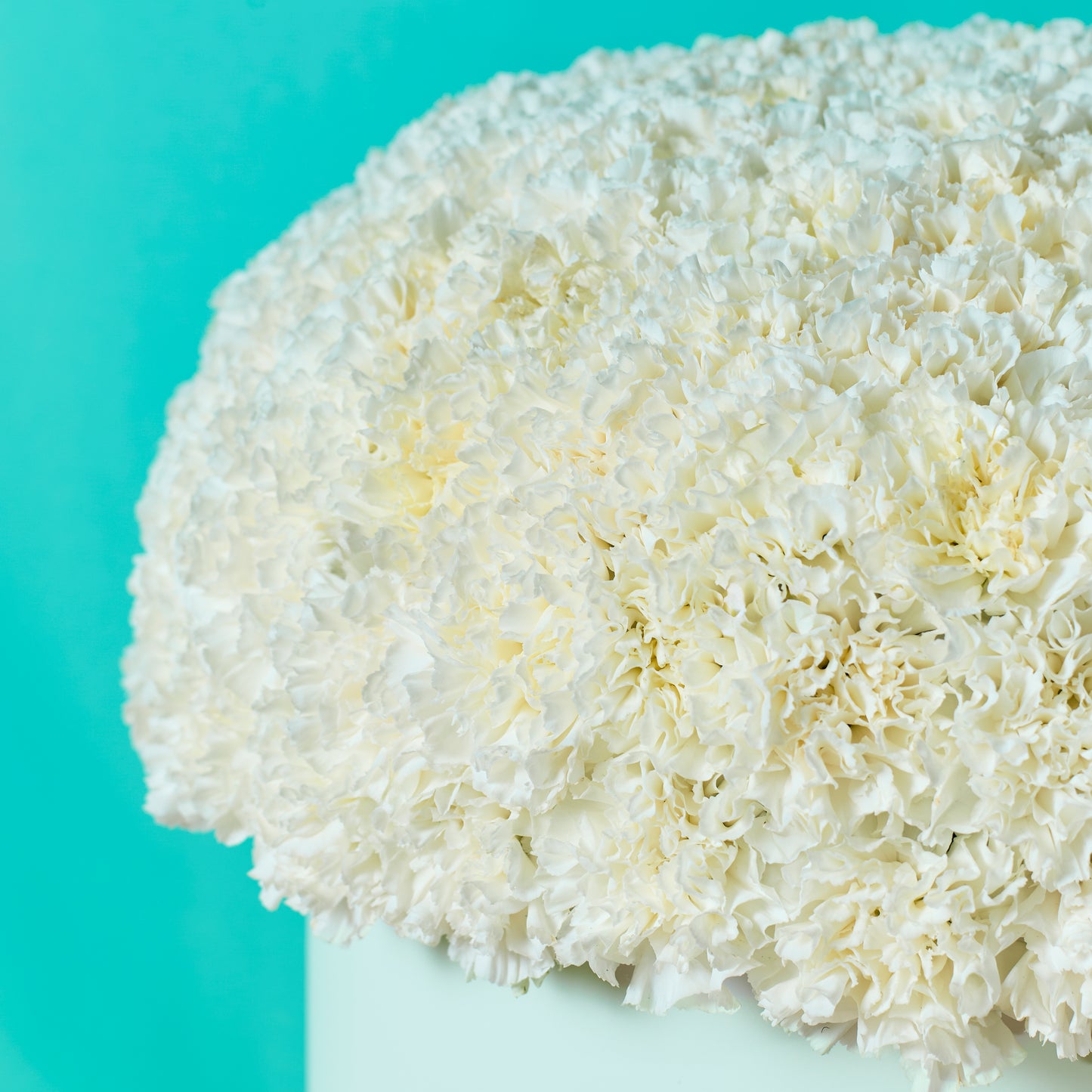 White Carnation