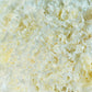 White Carnation