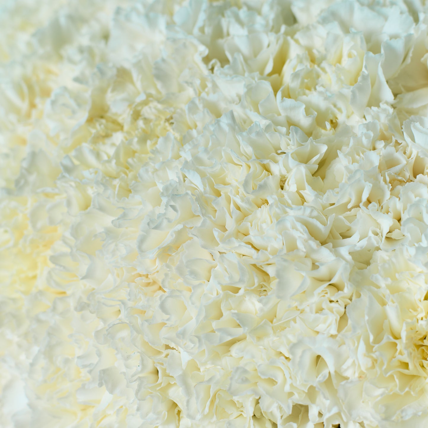 White Carnation