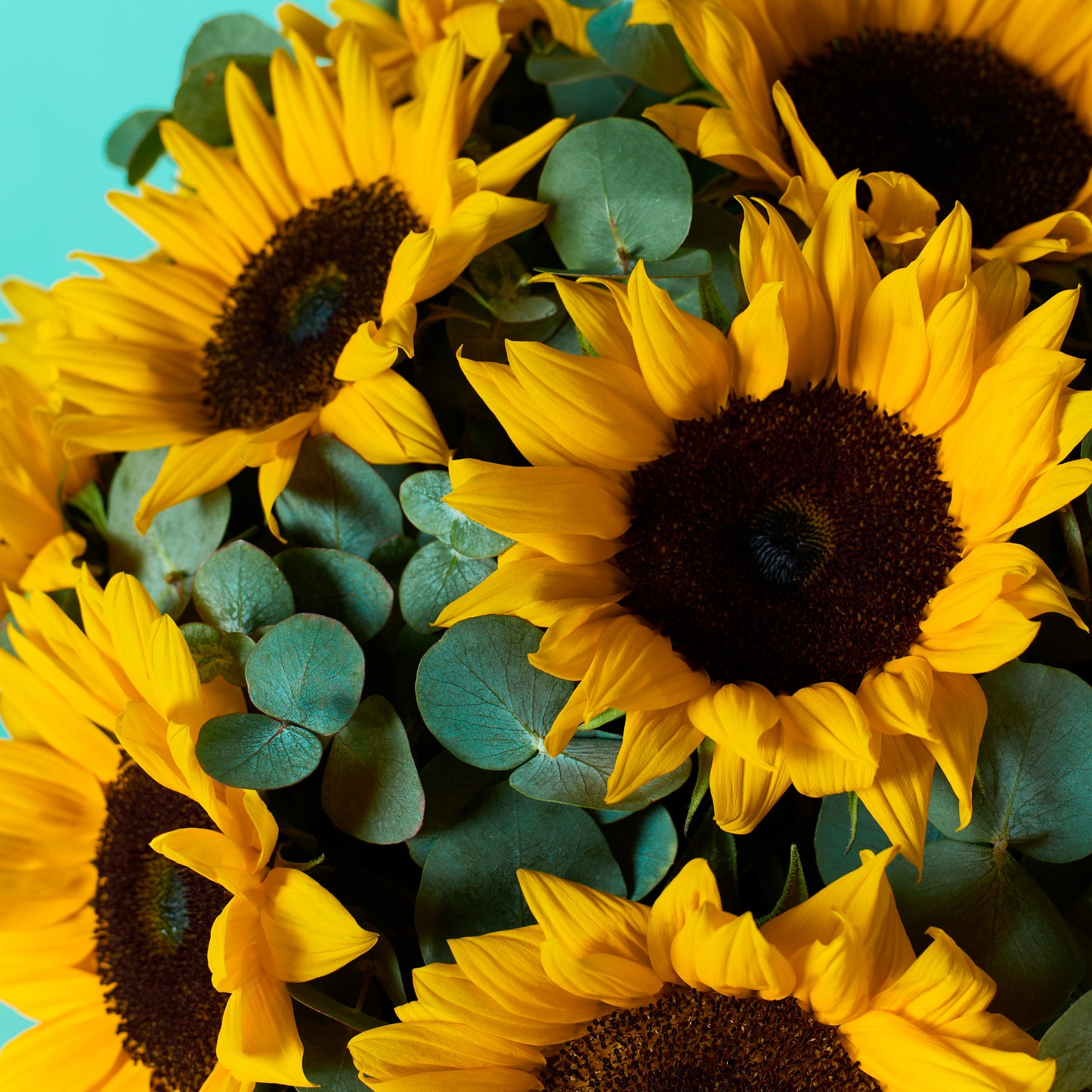 Sunny Sunflower