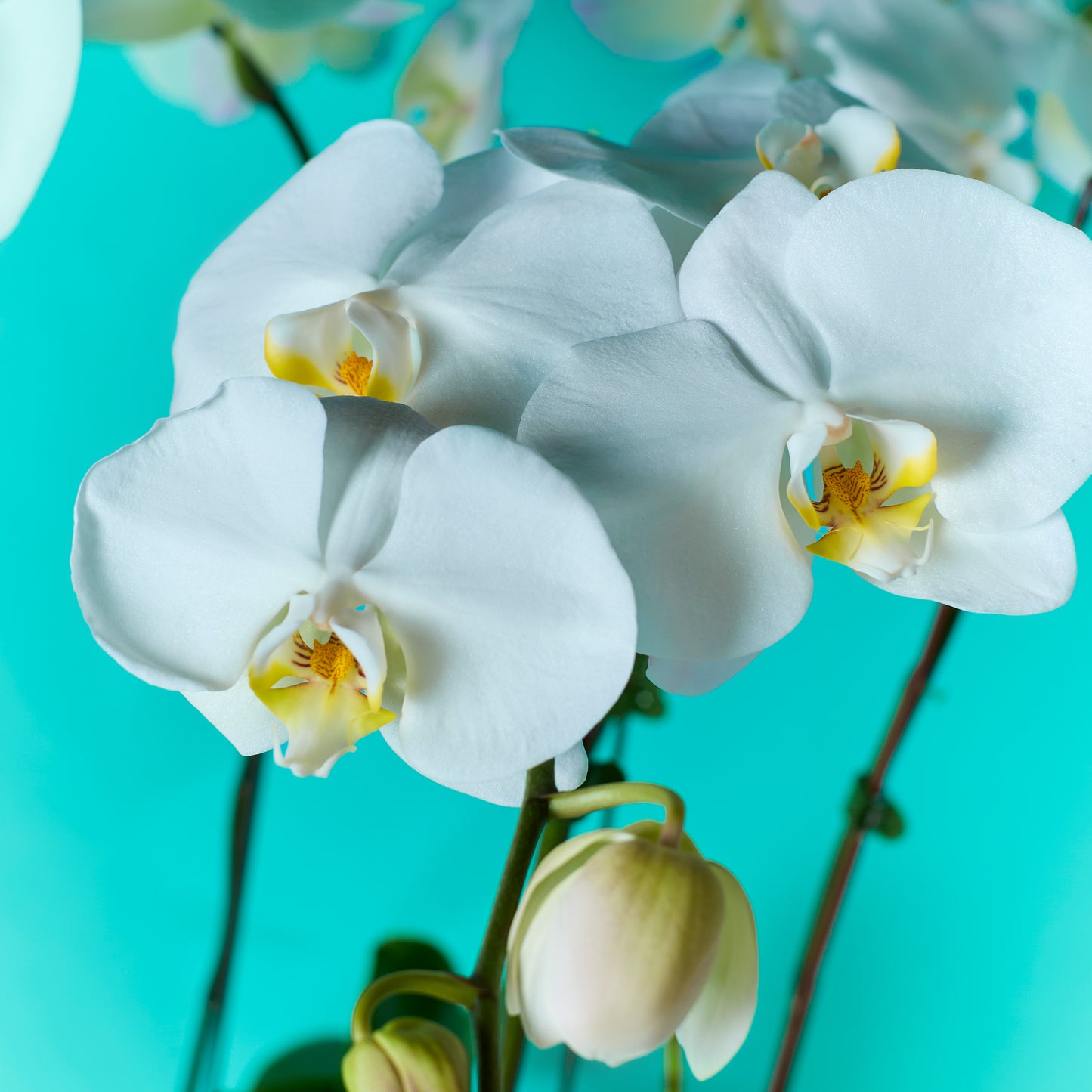 Plant Orchid