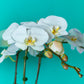 Plant Orchid