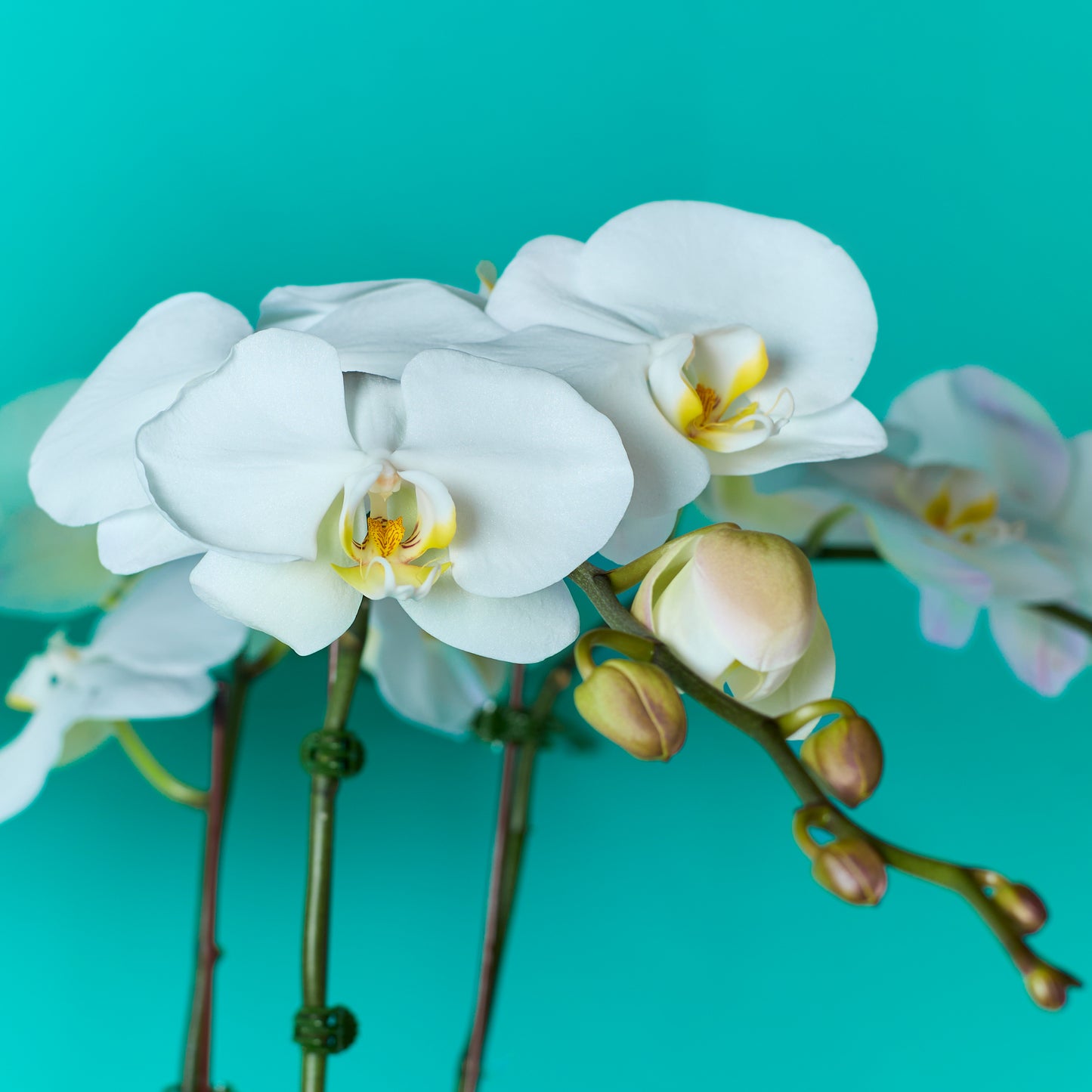 Plant Orchid