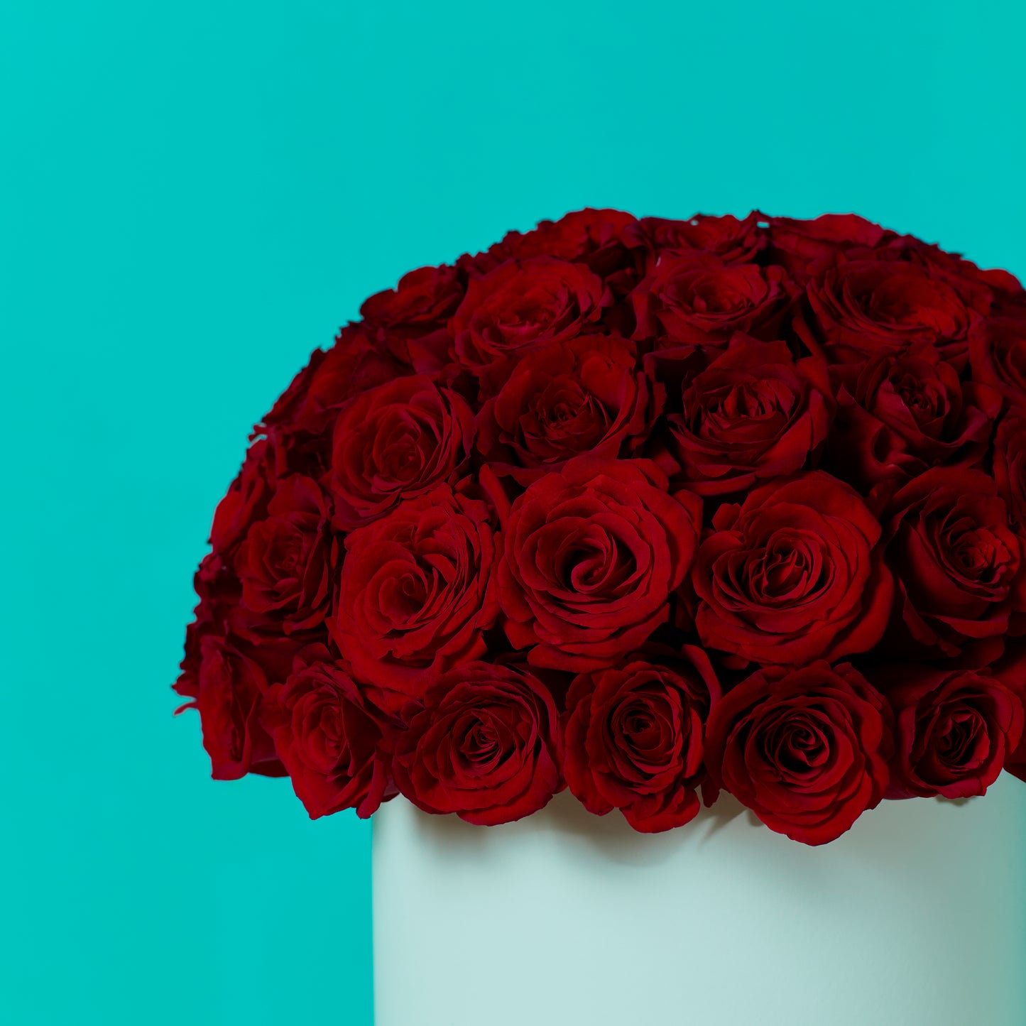 Red Rose