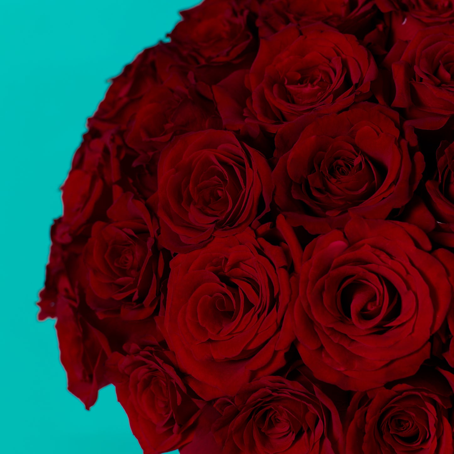 Red Rose