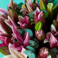 Pink Lilies