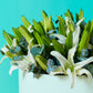 White Lilies