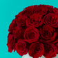 Red Rose