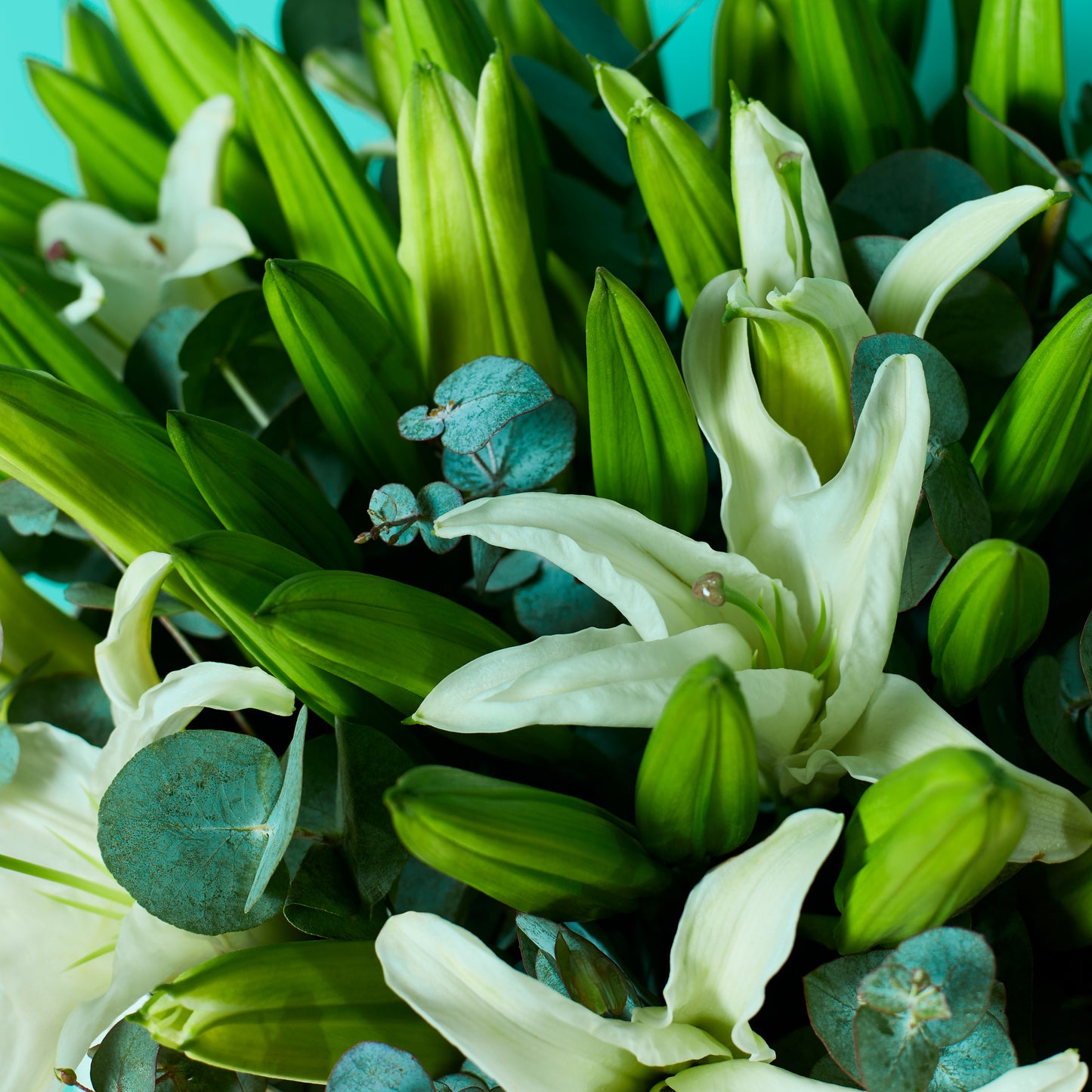 White Lilies