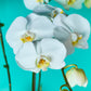 Plant Orchid