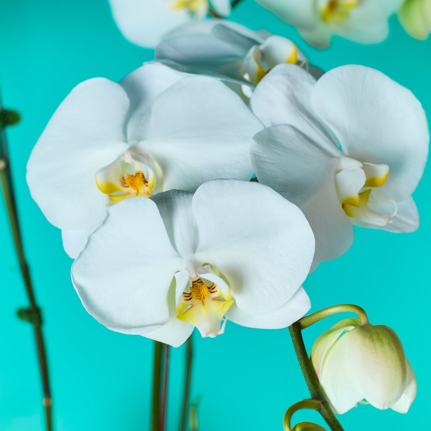 Plant Orchid