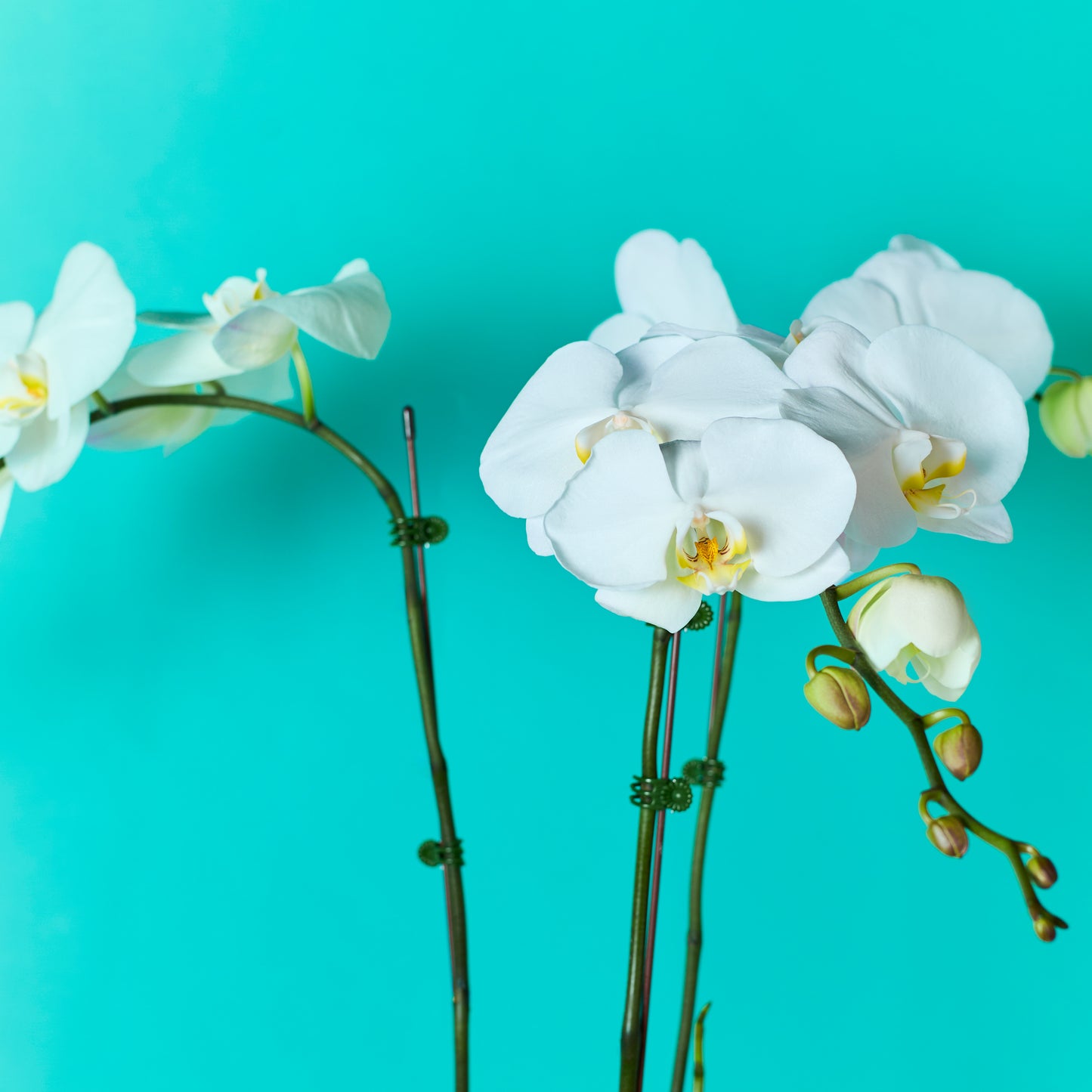 Plant Orchid