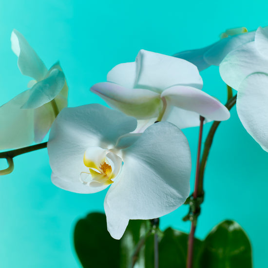 Plant Orchid