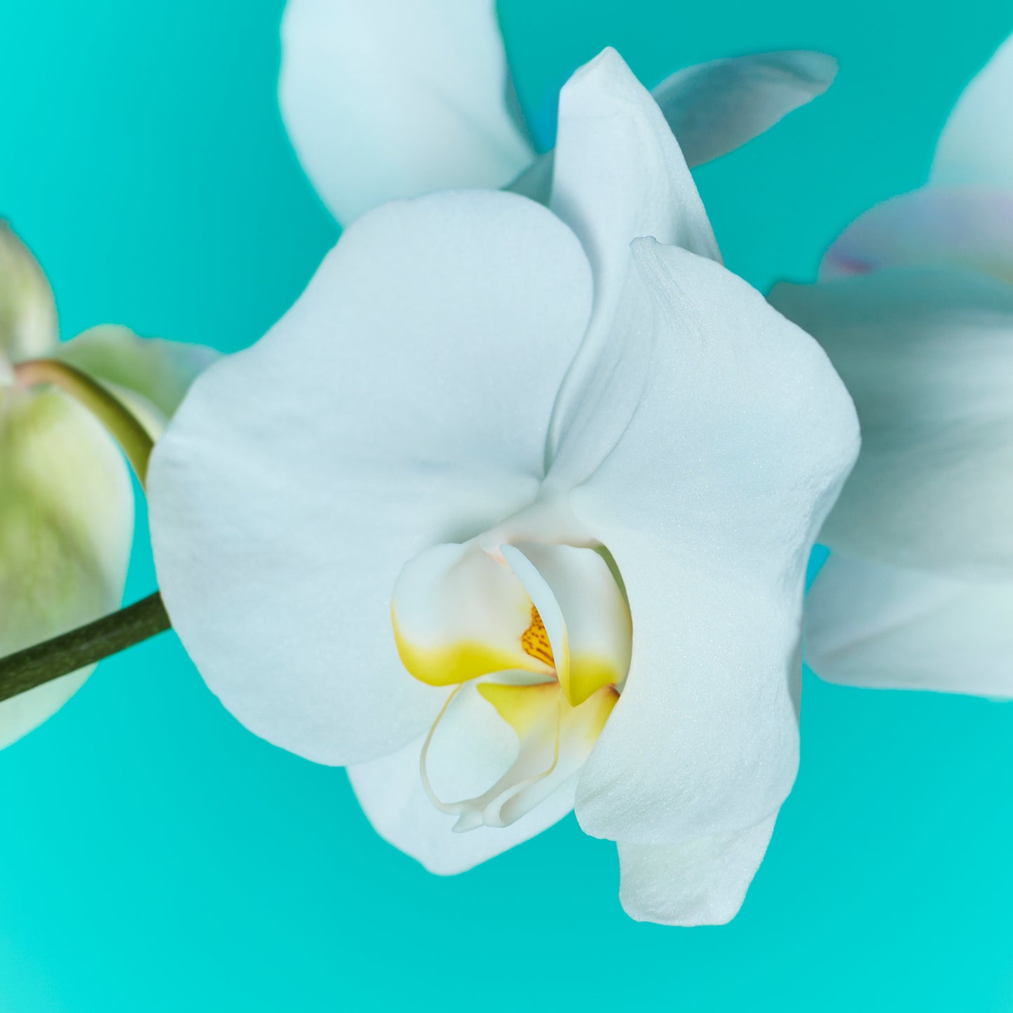 Plant Orchid