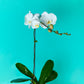 Plant Orchid