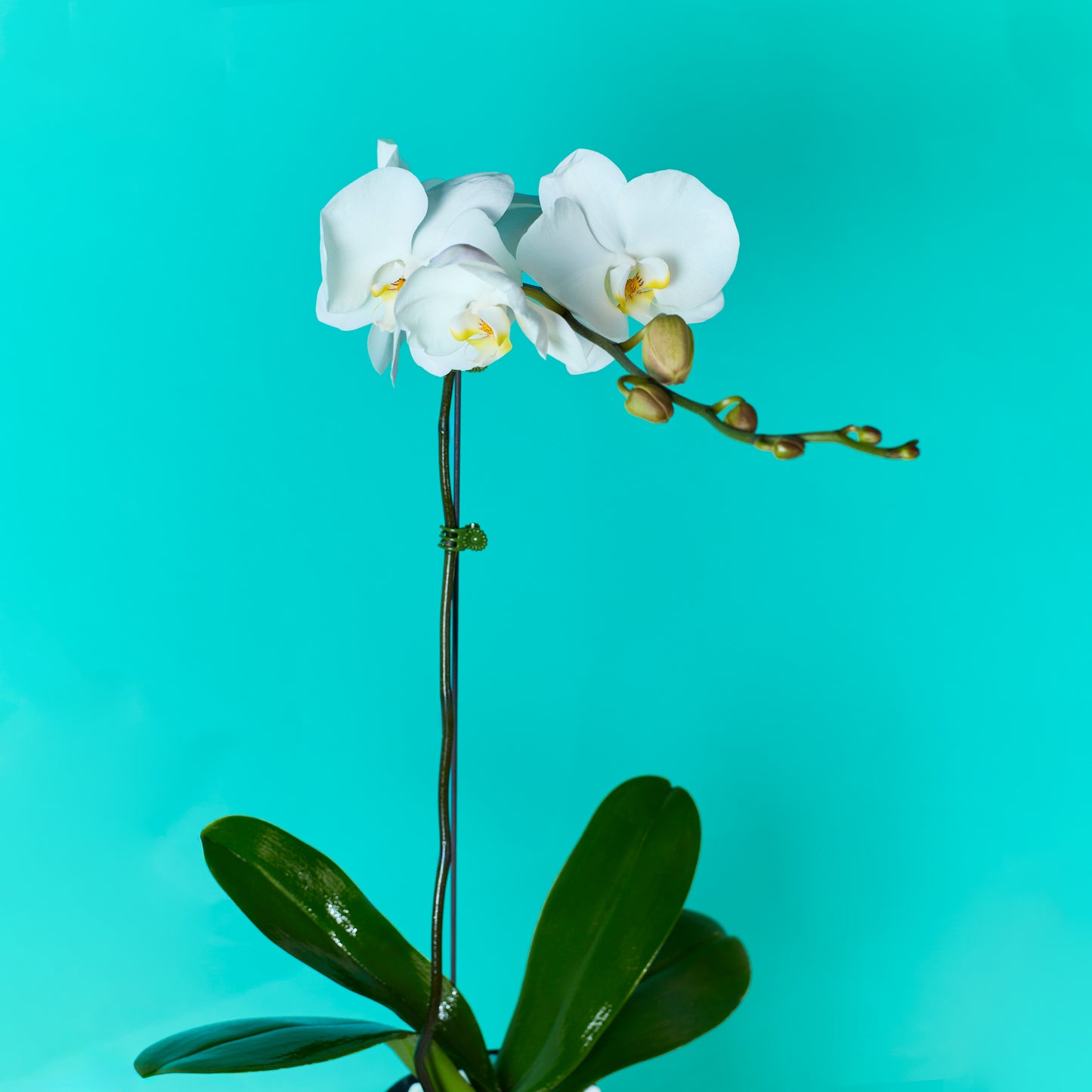 Plant Orchid