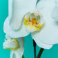 Plant Orchid