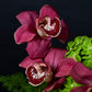 Bold Botanica