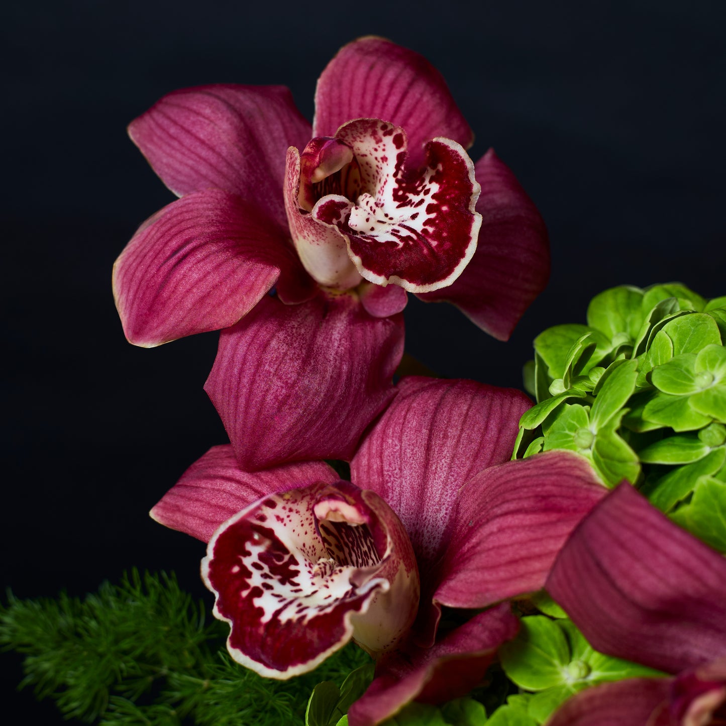 Bold Botanica