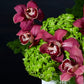 Bold Botanica