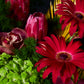 Bold Botanica
