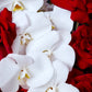 Sophisticated Orchid