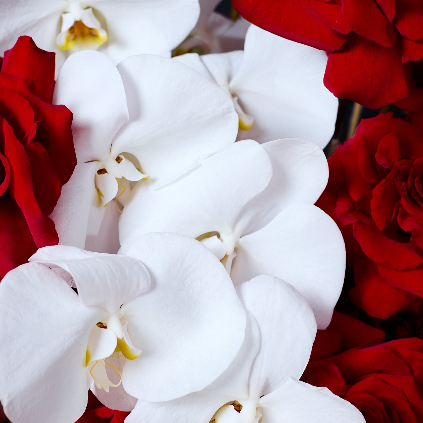 Sophisticated Orchid