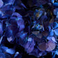 Bleu Impérial