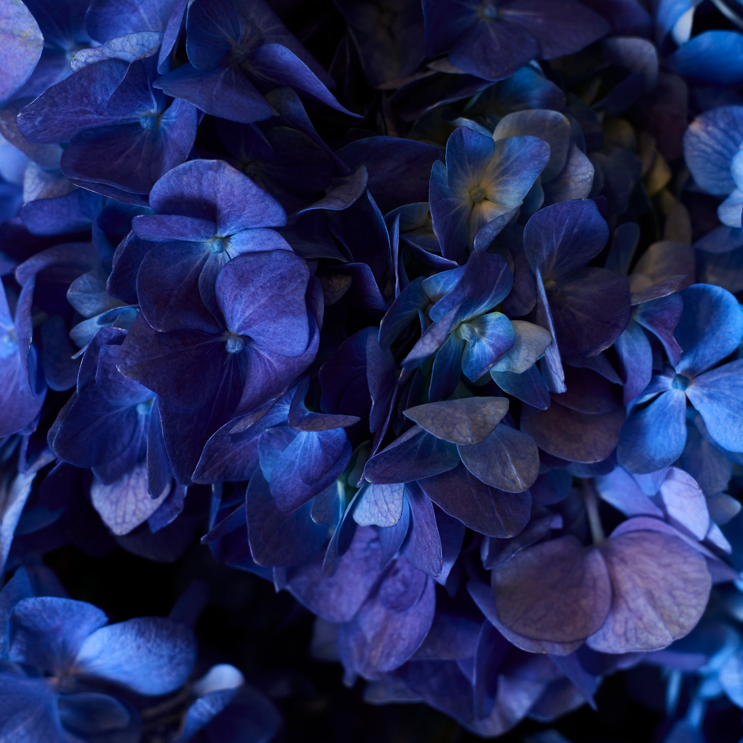 Bleu Impérial