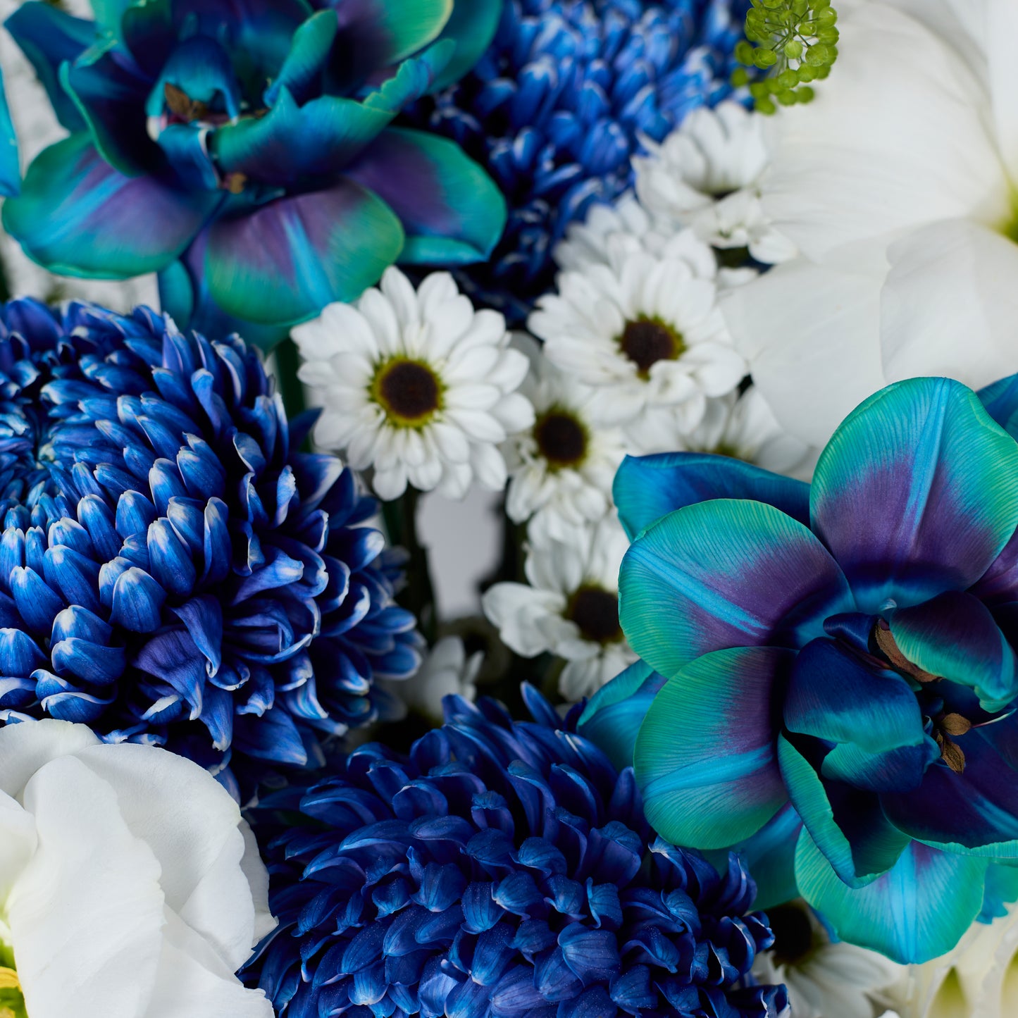 Miracle Bleu