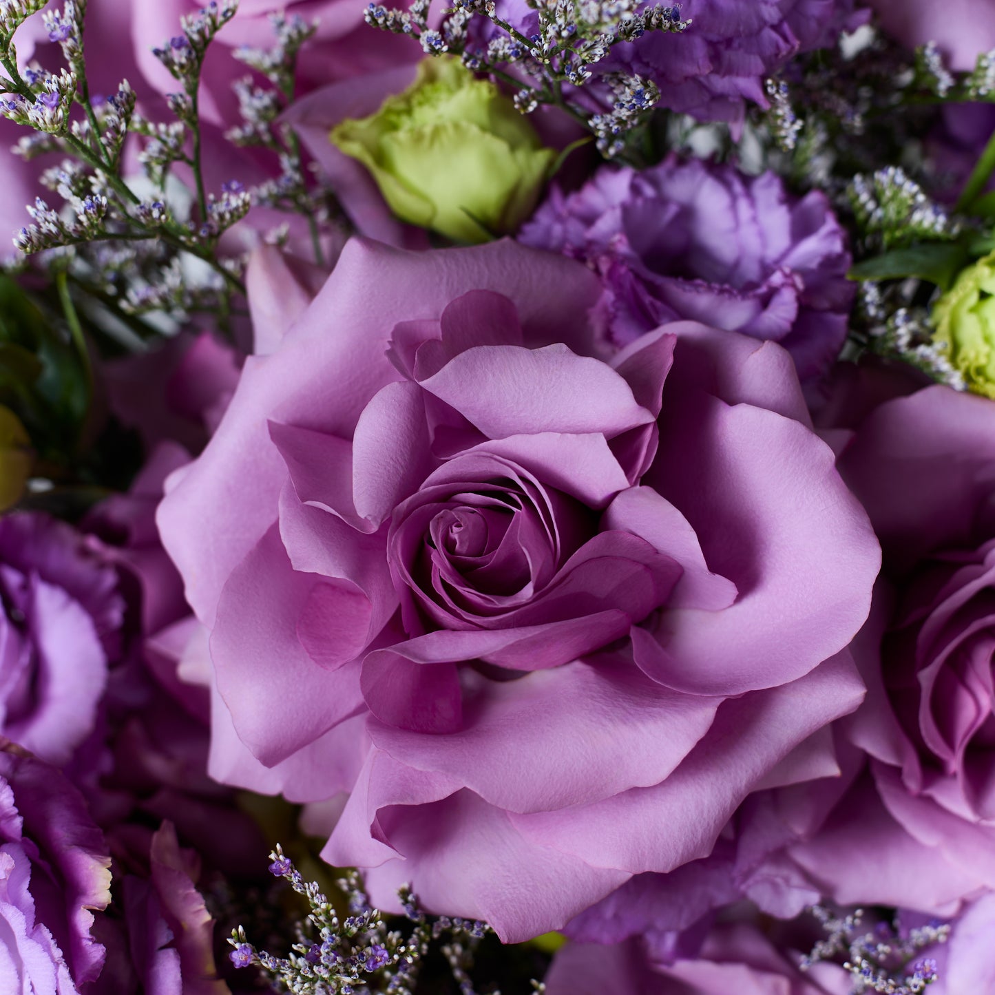 Purple Whisper