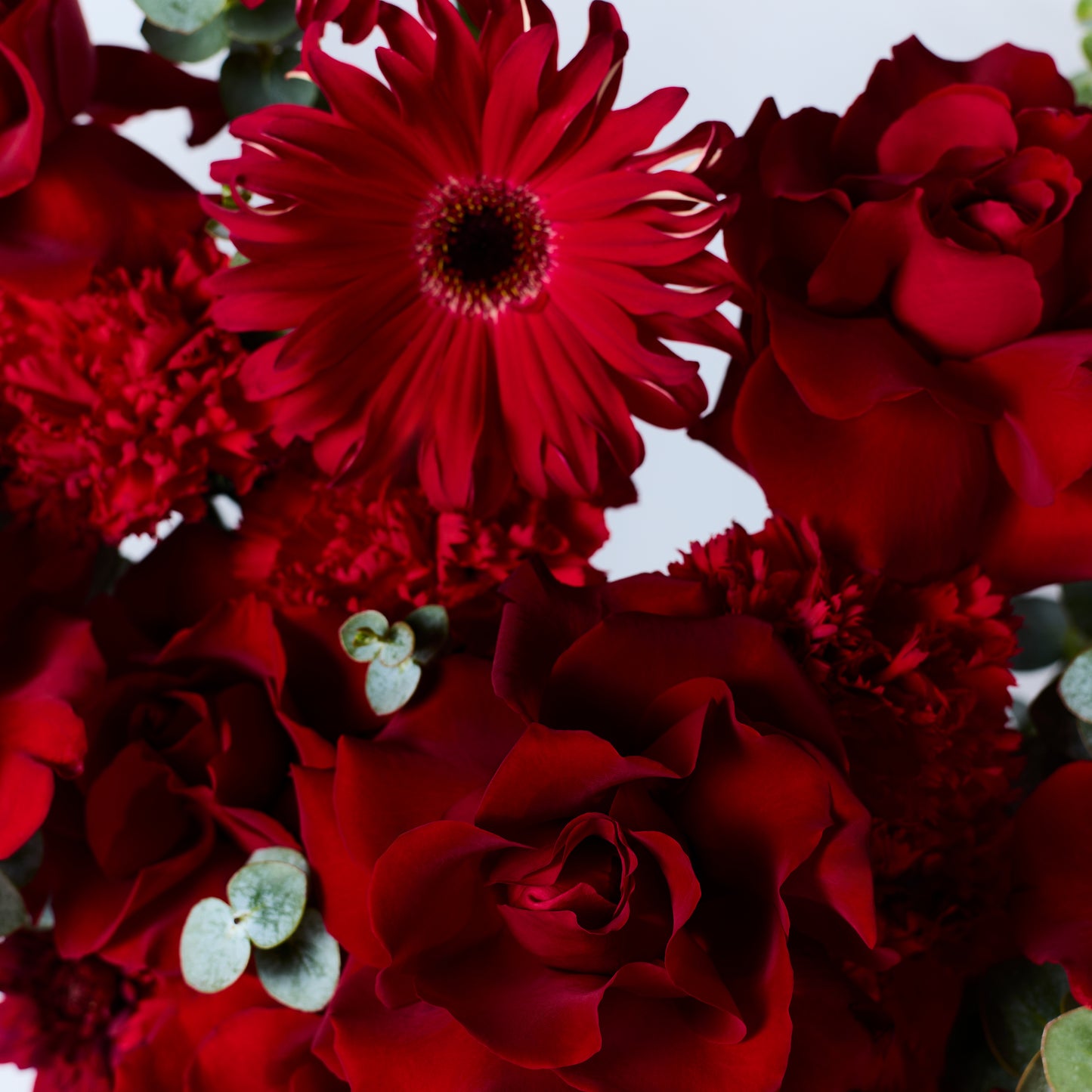 Rouge Majesté