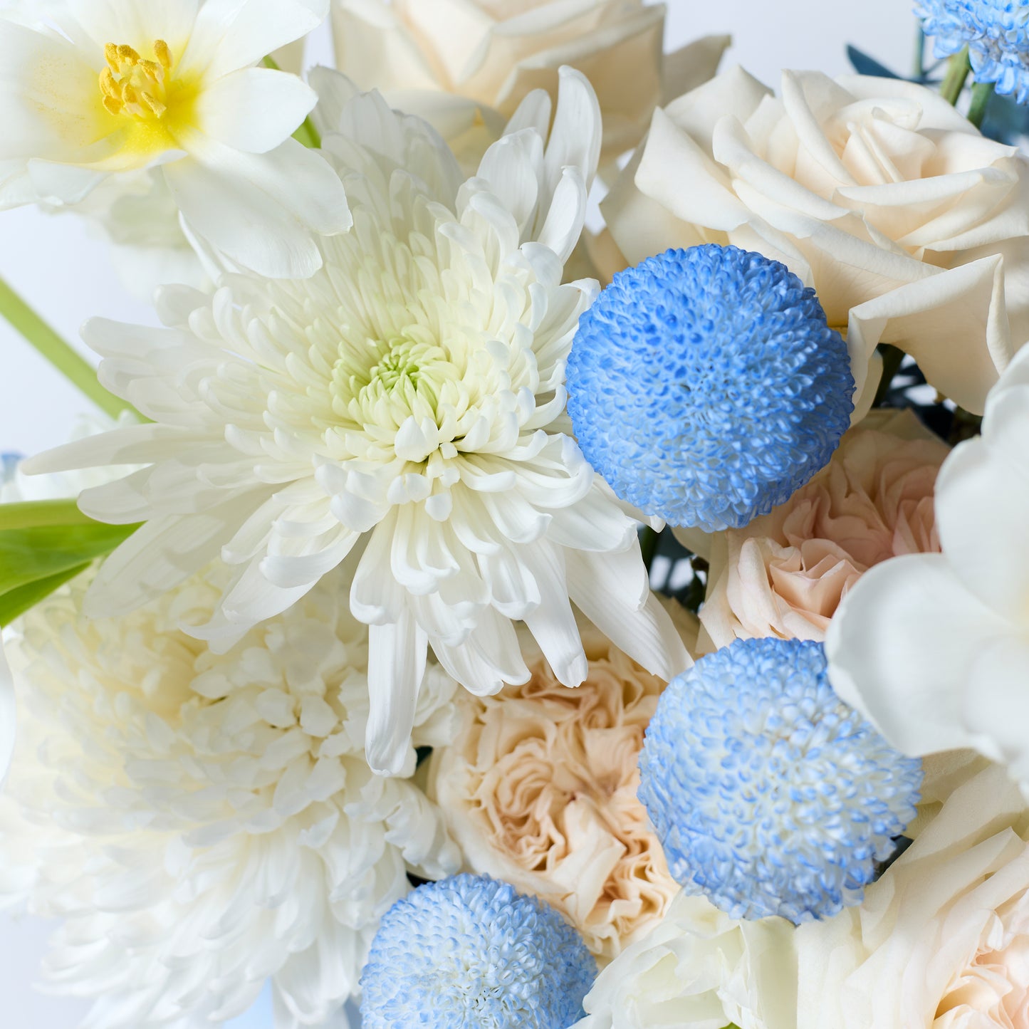 Powder Bloom